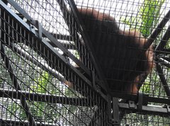 Pongo pygmaeus pygmaeus