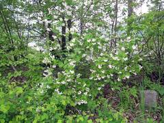 Philadelphus tenuifolius
