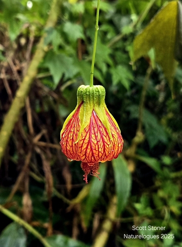 Callianthe picta, 2025-01-12