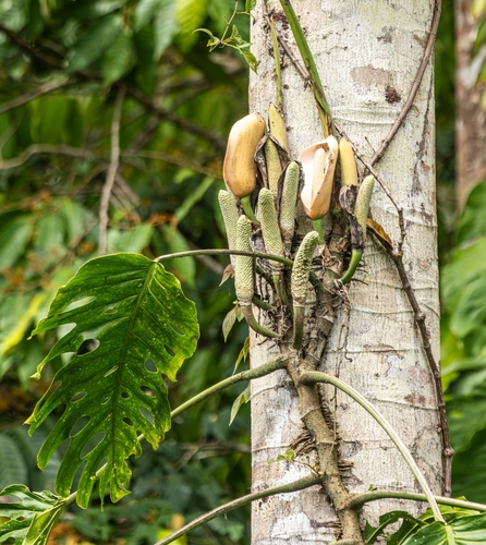 Foto de Shingle plant