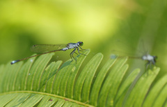 Ischnura pruinescens