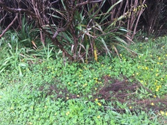 Phormium cookianum