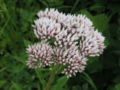 Eupatorium lindleyanum