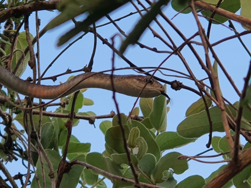 Boomslang