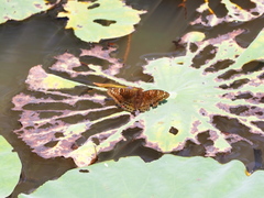 Euthalia adonia pinwilli