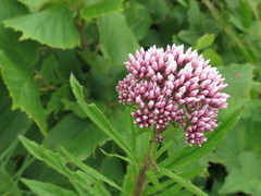 Eupatorium lindleyanum