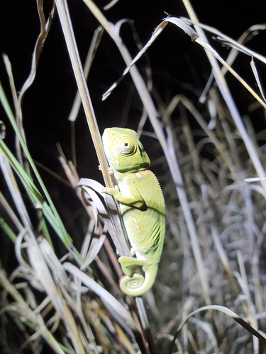 Flap-necked Chameleon