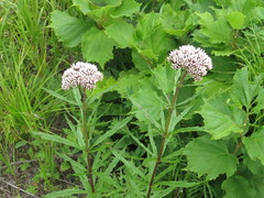 Eupatorium lindleyanum