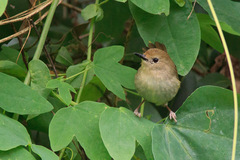 Large-Billed Scrubwren photo 4