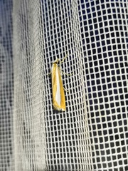 Catoptria pyramidellus