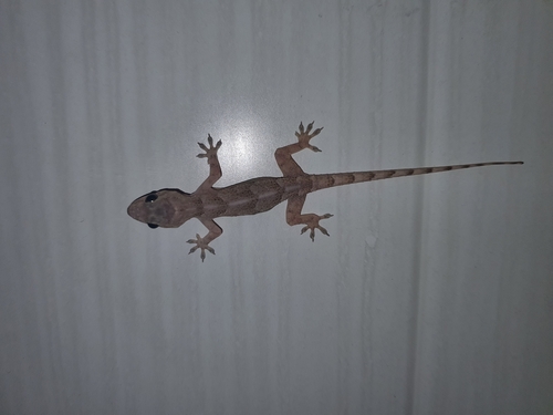 Tropical House Gecko