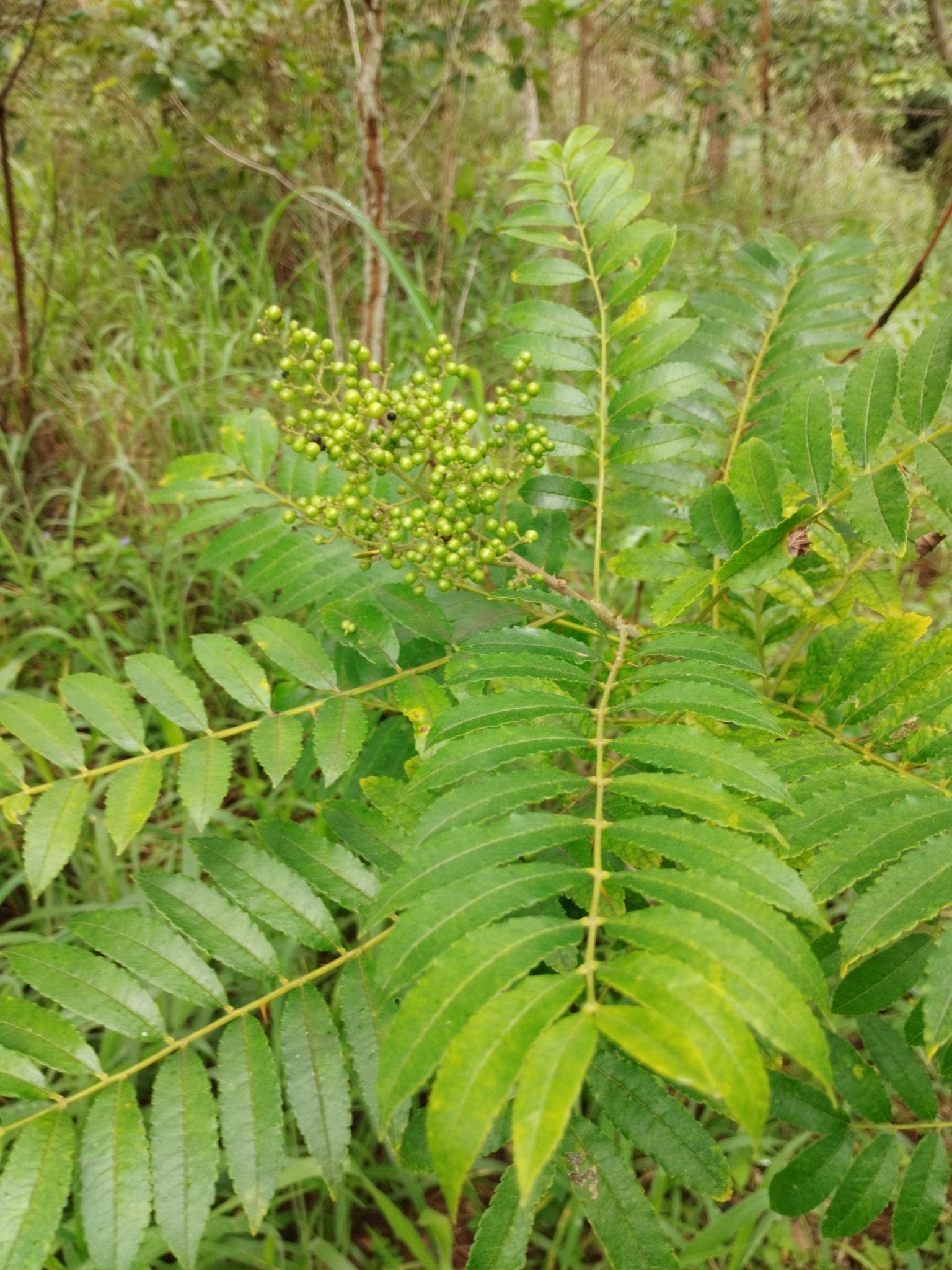 Imagem de Mamica-de-porca