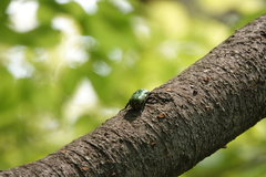 Protaetia orientalis