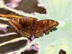 Euthalia adonia pinwilli