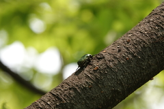 Protaetia orientalis