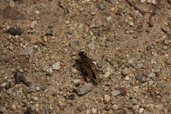 Promachus yesonicus