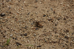 Promachus yesonicus