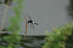 Pseudothemis zonata