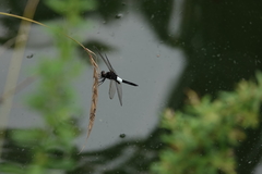 Pseudothemis zonata