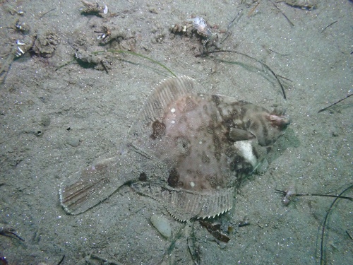 Spotted turbot (Pleuronichthys ritteri) — Pleuronectidae