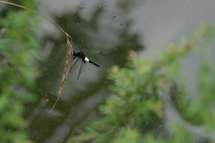Pseudothemis zonata