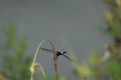 Pseudothemis zonata