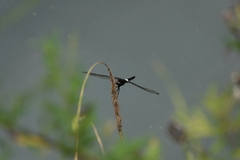 Pseudothemis zonata