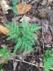 Sceptridium dissectum dissectum