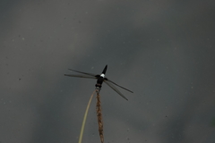 Pseudothemis zonata