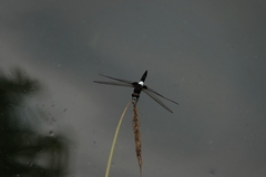 Pseudothemis zonata