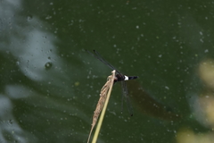 Pseudothemis zonata
