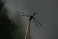 Pseudothemis zonata