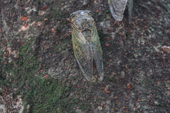 Cryptotympana facialis