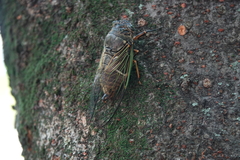 Cryptotympana facialis