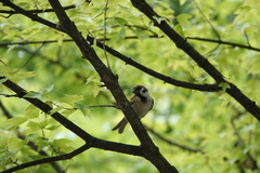 Passer montanus