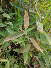 Alniphyllum pterospermum