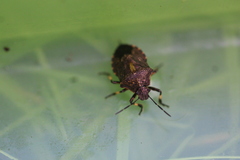 Rhacognathus punctatus