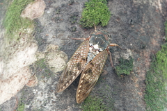 Graptopsaltria nigrofuscata