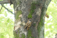 Graptopsaltria nigrofuscata