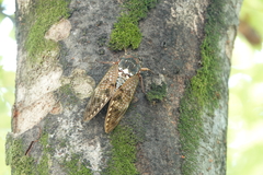 Graptopsaltria nigrofuscata