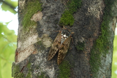 Graptopsaltria nigrofuscata