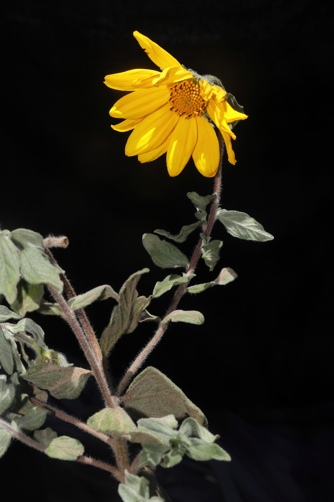Heiseria irmscheriana