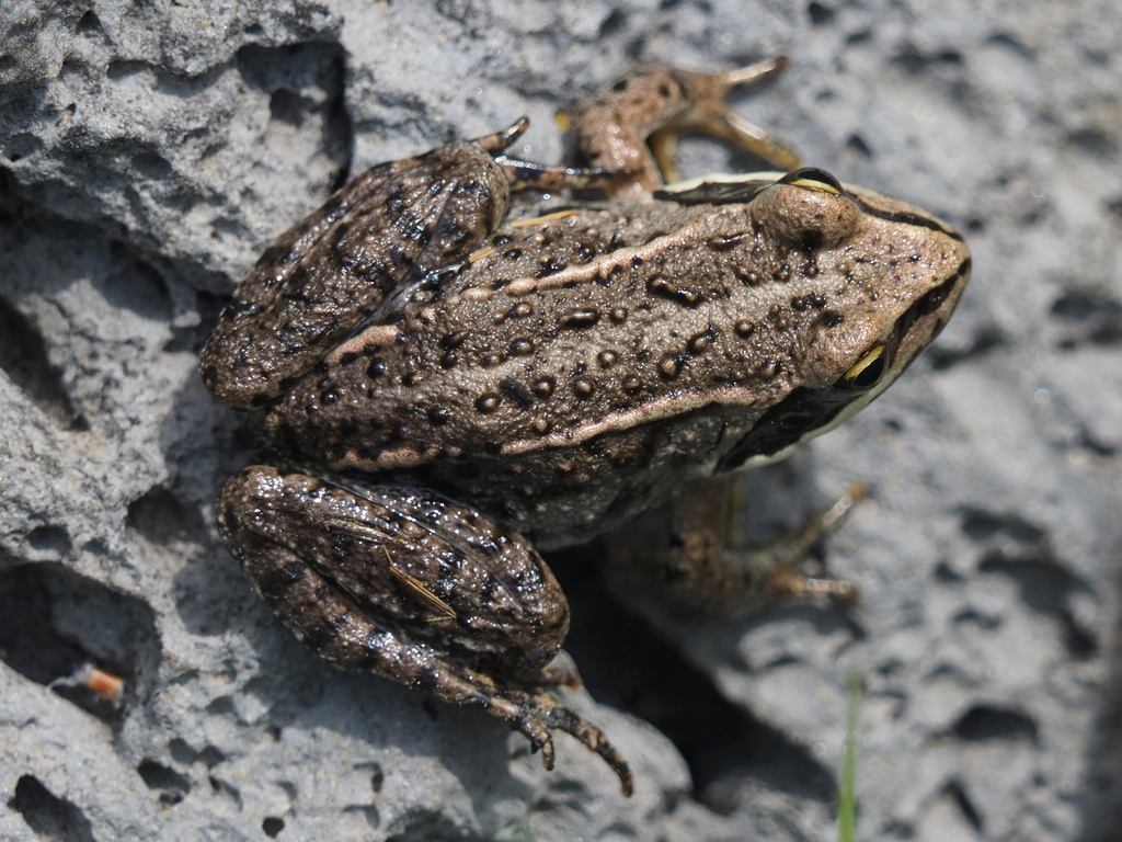 Taurus Frog