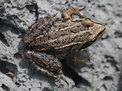 Rana macrocnemis