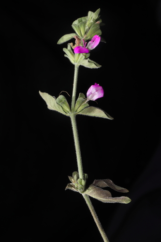 Dicliptera montana