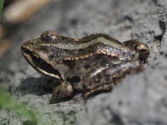 Rana macrocnemis