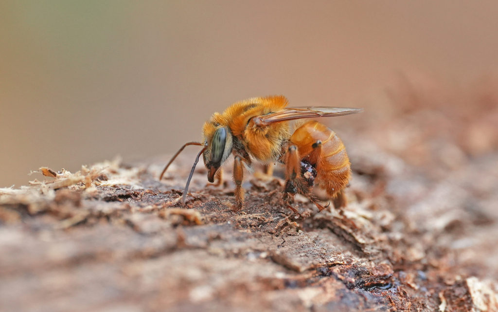Melipona flavolineata