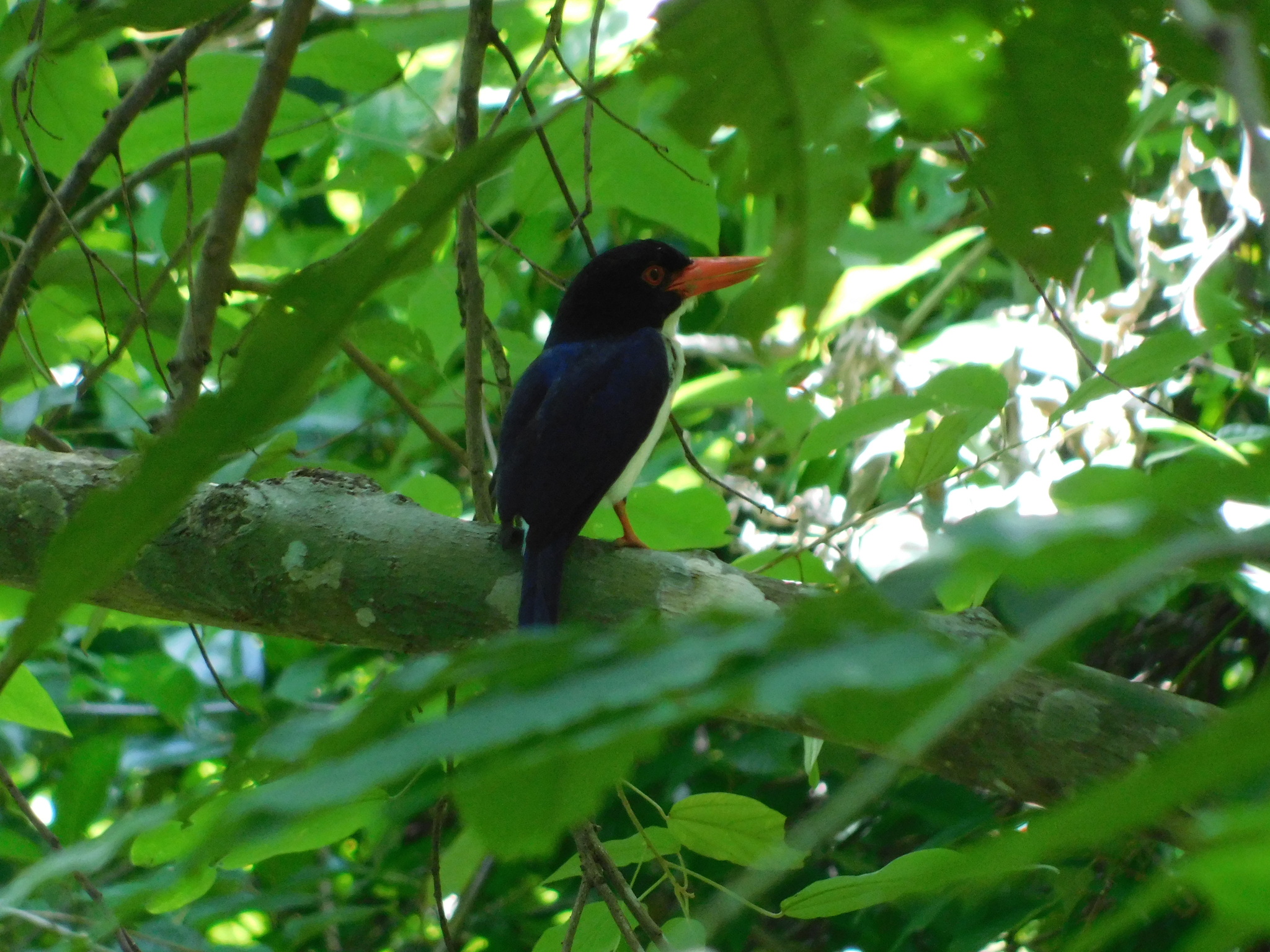 White-rumped Kingfisher (Caridonax fulgidus), photo 1