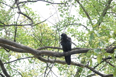 Corvus macrorhynchos
