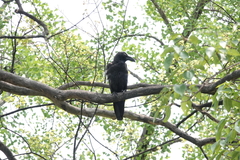 Corvus macrorhynchos